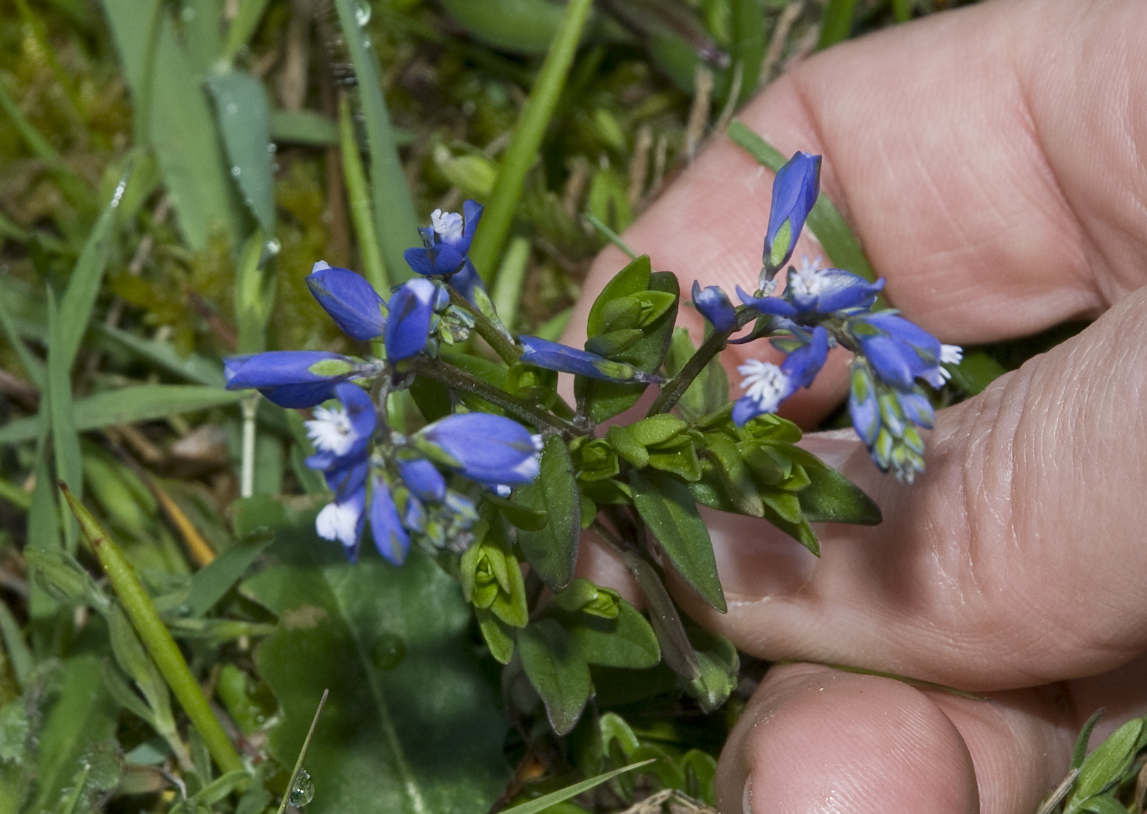 OBRADOIRO DE BOTICA DO CASTRO DE VILADONGA