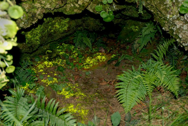 Schistostega pennata, musgo luminoso, en la "cueva" del Castro de Viladonga